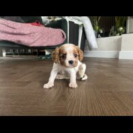 Cavalier King Charles Spaniel