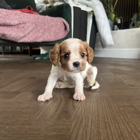 Cavalier King Charles Spaniel