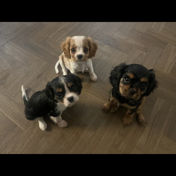 Cavalier King Charles Spaniel