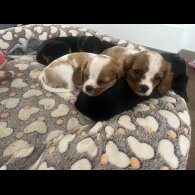 Cavalier King Charles Spaniel