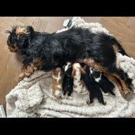 Cavalier King Charles Spaniel