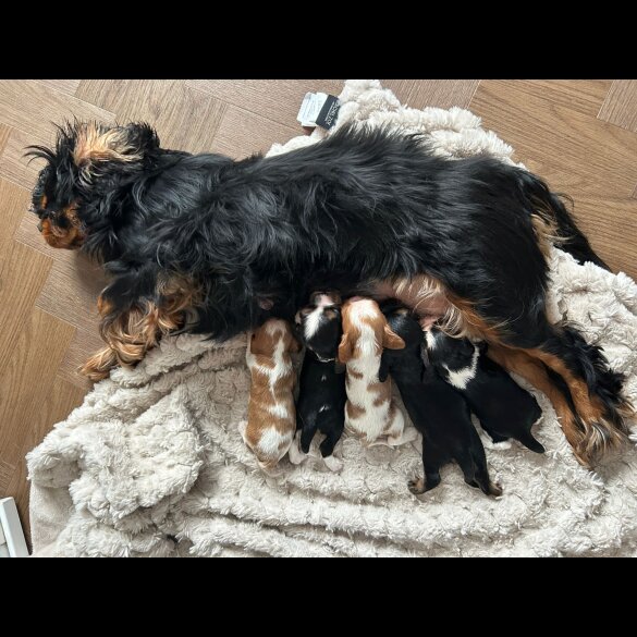 Cavalier King Charles Spaniel