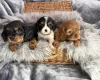Cavalier King Charles Spaniel