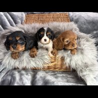 Cavalier King Charles Spaniel
