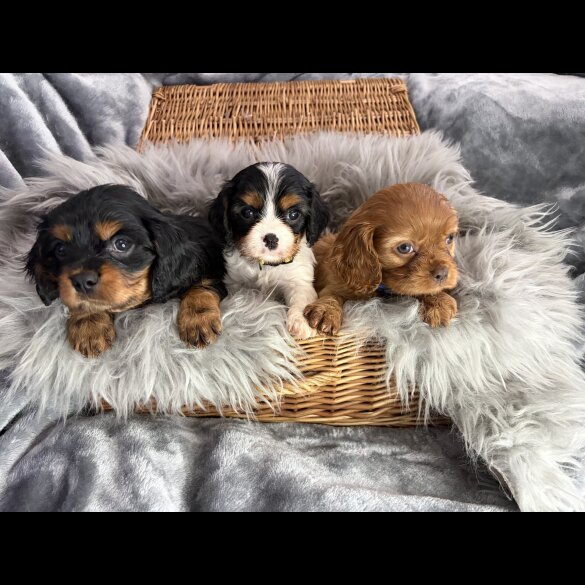 Cavalier King Charles Spaniel