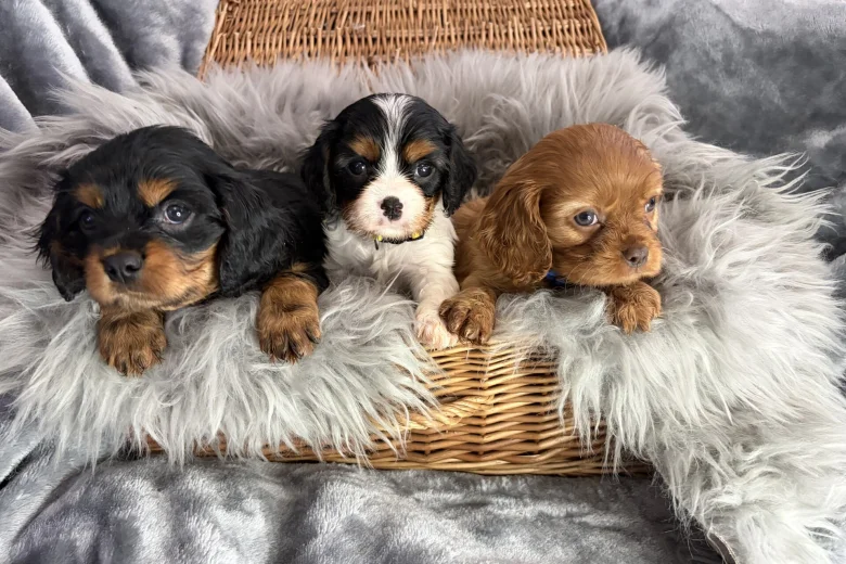 Cavalier King Charles Spaniel