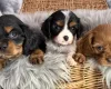 Cavalier King Charles Spaniel