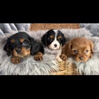 Cavalier King Charles Spaniel