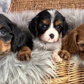 Cavalier King Charles Spaniel