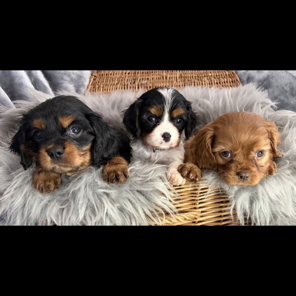 Cavalier King Charles Spaniel