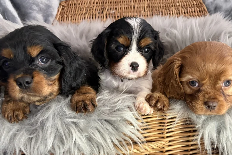 Cavalier King Charles Spaniel