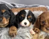 Cavalier King Charles Spaniel