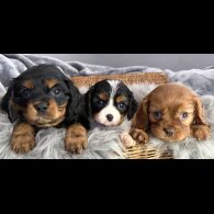 Cavalier King Charles Spaniel