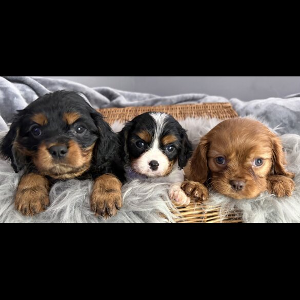 Cavalier King Charles Spaniel
