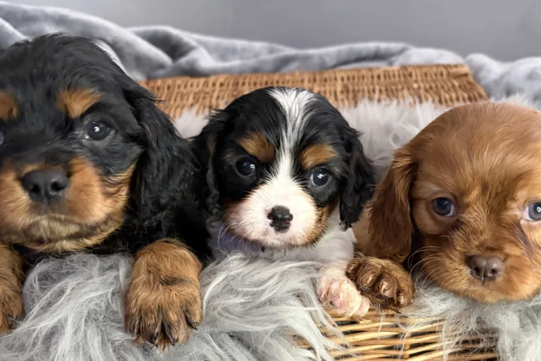 Cavalier King Charles Spaniel
