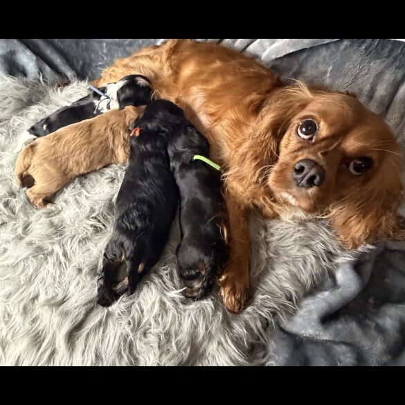 Cavalier King Charles Spaniel