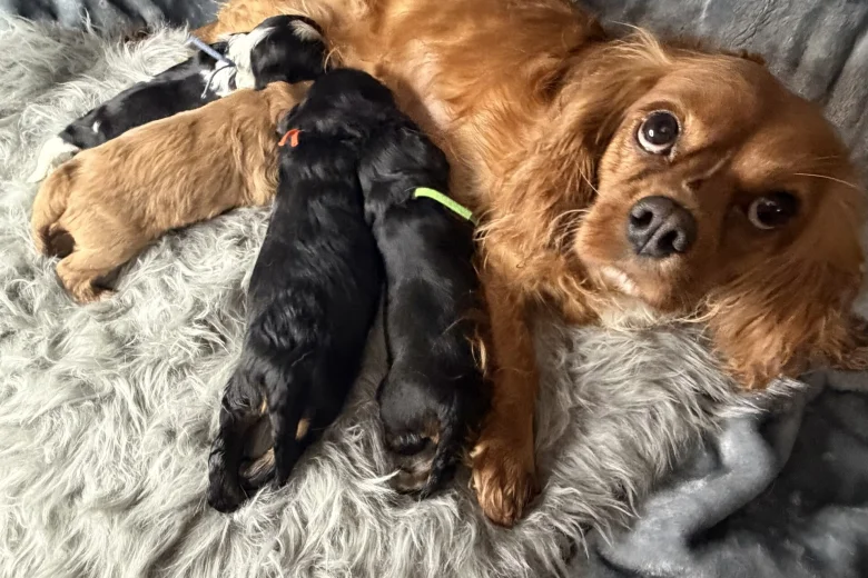 Cavalier King Charles Spaniel