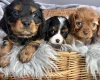 Cavalier King Charles Spaniel
