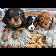 Cavalier King Charles Spaniel