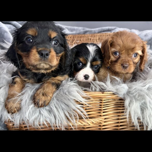 Cavalier King Charles Spaniel