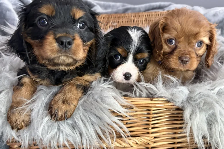 Cavalier King Charles Spaniel