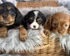 Cavalier King Charles Spaniel