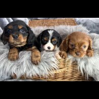 Cavalier King Charles Spaniel