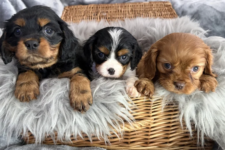 Cavalier King Charles Spaniel