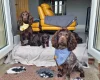 Cocker Spaniel (Working)