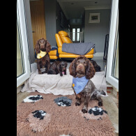 Cocker Spaniel (Working)