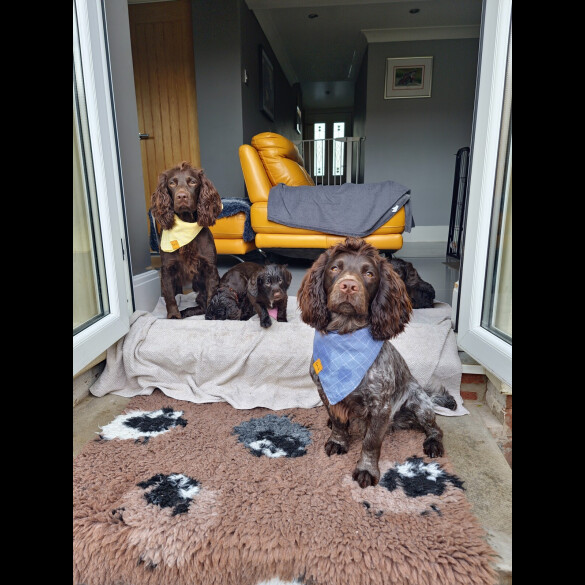 Cocker Spaniel (Working)