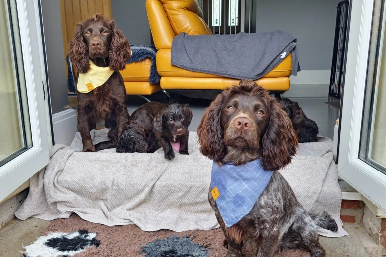 Cocker Spaniel (Working)
