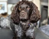 Cocker Spaniel (Working)