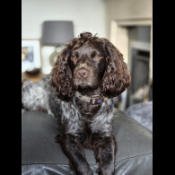 Cocker Spaniel (Working)