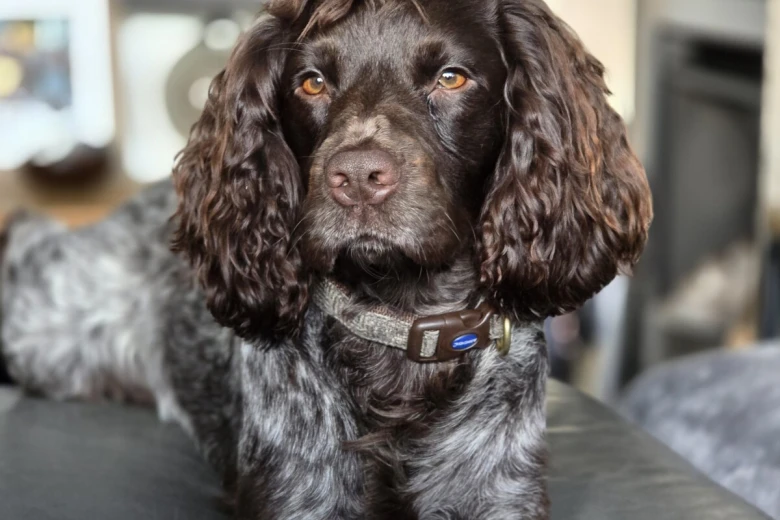 Cocker Spaniel (Working)