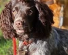 Cocker Spaniel (Working)