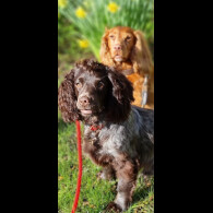 Cocker Spaniel (Working)