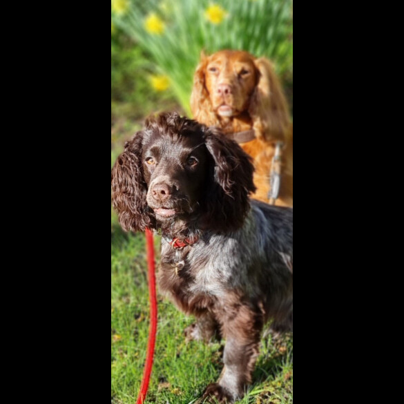 Cocker Spaniel (Working)