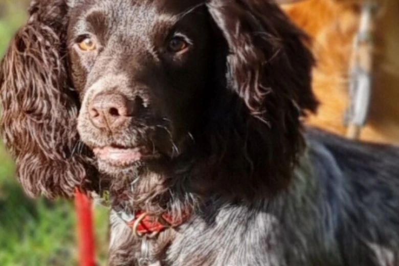 Cocker Spaniel (Working)