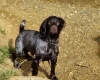 Cocker Spaniel (Working)
