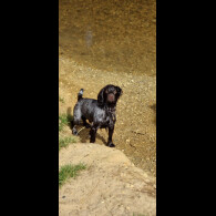 Cocker Spaniel (Working)