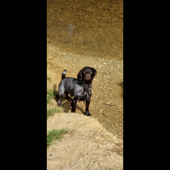 Cocker Spaniel (Working)