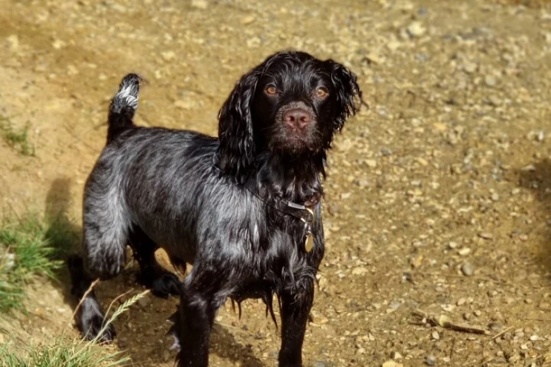 Cocker Spaniel (Working)