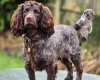 Cocker Spaniel (Working)