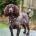 Cocker Spaniel (Working)
