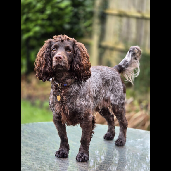 Cocker Spaniel (Working)