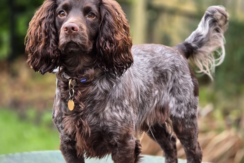 Cocker Spaniel (Working)