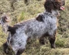 Cocker Spaniel (Working)