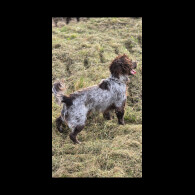 Cocker Spaniel (Working)