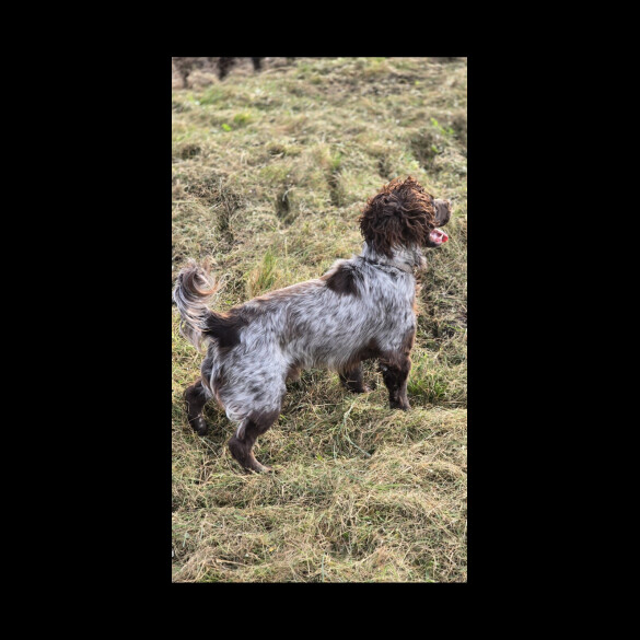Cocker Spaniel (Working)